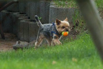 Bild 100 - TC Rot Wei� Wahlstedt II - TSV Havelse : Ergebnis: 7:2